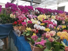 -秦美花卉(天朗·莱茵小城2期店)