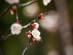 -顾村公园