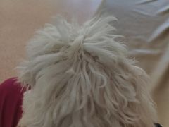 -宠颐生中康贝怡动物医院
