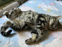 -平行世界·猫咖(首经贸店)
