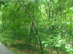 -上海佘山国家森林公园西佘山园