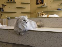 -飞行喵MR PILOT|猫舍·猫咖(静安大融城店)
