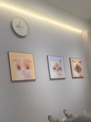 -洗脸猫·洗脸吧