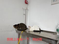 -灵美宠物诊所