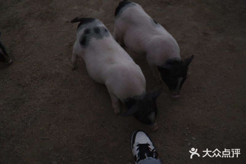 跟我一起去找小猪玩！