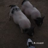 跟我一起去找小猪玩！