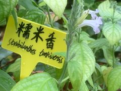 -国家植物园南园