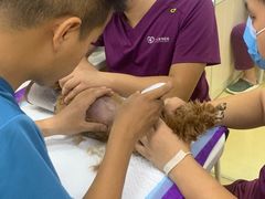 -创凡宠物医院·骨专科  猫科中心(西乡分院)