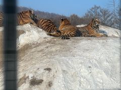 -横道河子东北虎林园