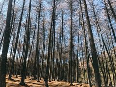 -硗碛藏寨·神木垒景区