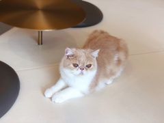 -飞行喵MR PILOT|猫舍·猫咖(静安大融城店)