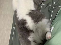 -喵zoo家庭繁育猫舍(尖东智能花园店)