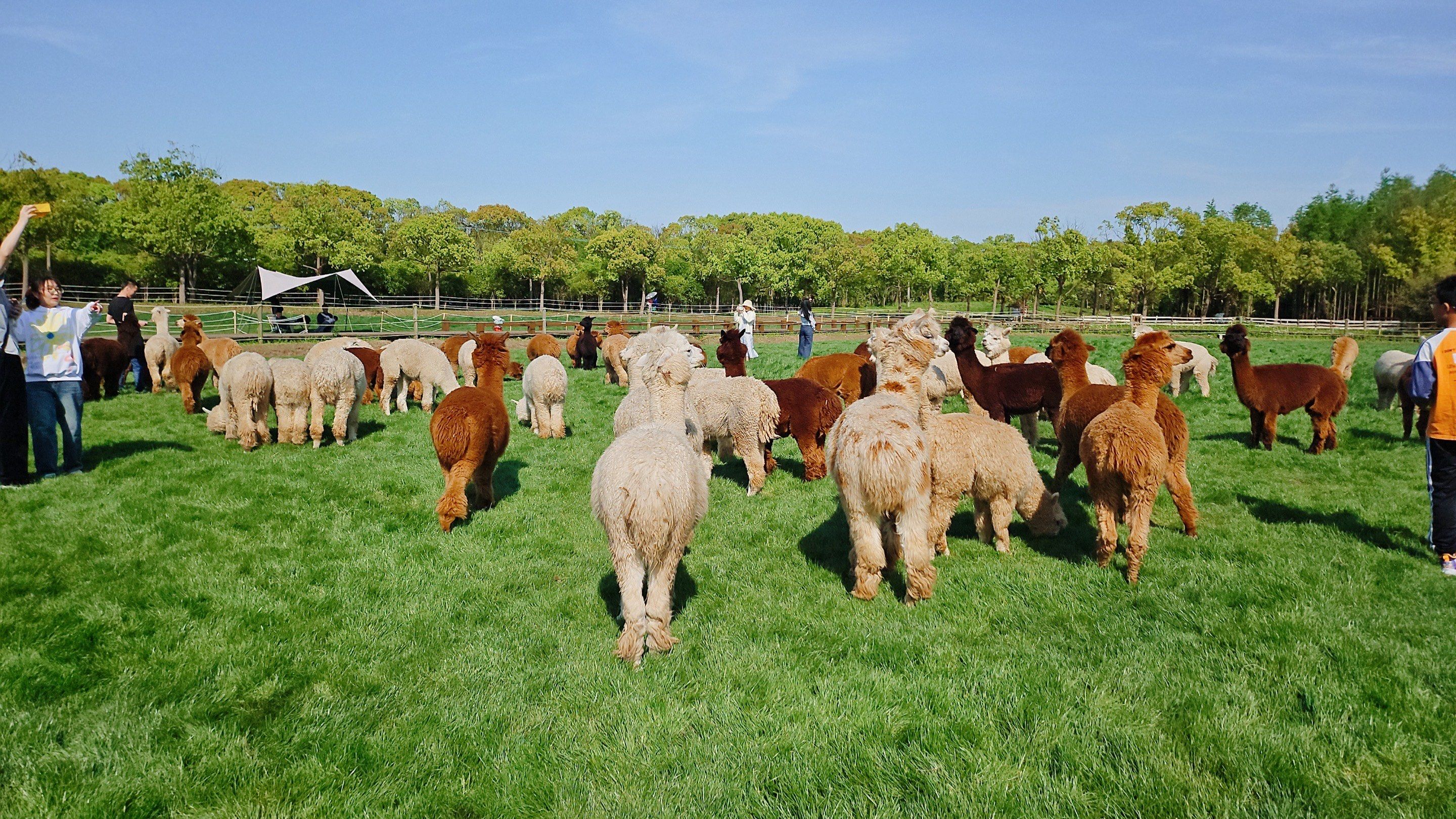 五一假期带爸爸妈妈去崇明玩,大众点评上搜到了羊驼牧场,人不是很多