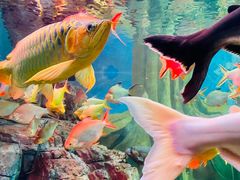 -上海海洋水族馆