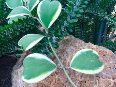 -南通洲际绿博园