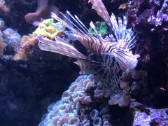 -西雅图水族馆