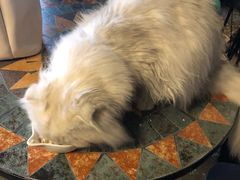 -猫猫幼稚园·撸猫·桌游·电玩