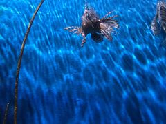 -暹罗海洋世界