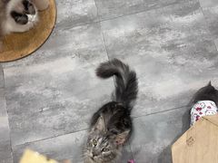-楼上猫咖(罗湖店)