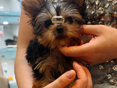 -萌宠之家·腊肠犬·马尔泰·小体犬舍