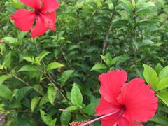 散步拍的花儿们-美视五月花高尔夫度假酒店(滨海西店)