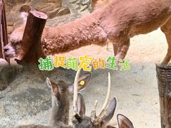 -正佳雨林生态植物园