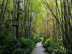 -大屏嶂森林公园