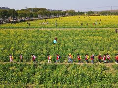 -庄行菜花景区
