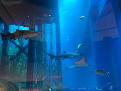 -迪拜水族馆及水下动物园