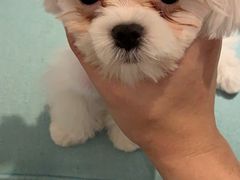 -爱诺耐芙动物医院(万博店)