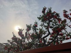 -燕郊植物园