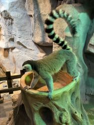 -Zoolung Zoolung动物主题公园(海信广场店)