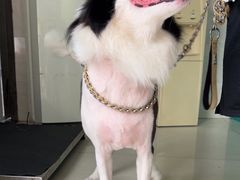 -乐琪宠物医院·犬猫专科·骨外科·急重症