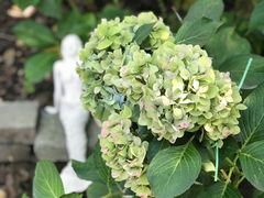 -风车面包