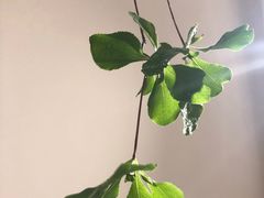 -双季花艺园艺市场(浦东店)