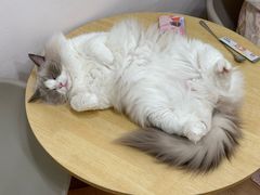 -有喵·猫咖·狗咖·40+猫狗有小奶狗(岗厦店)