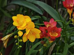 -国家植物园南园