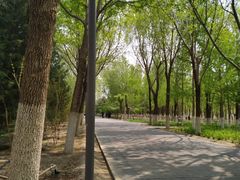 -大兴滨河森林公园