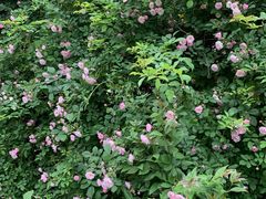 -昆山城市生态森林公园