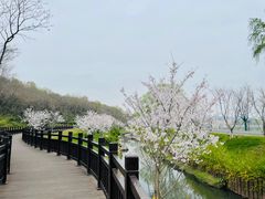 -羊山湖公园