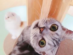 -猫和宫(六道口店)
