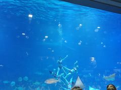 -烟台海昌鲸鲨海洋公园