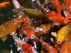 -上海大自然野生昆虫馆(东方明珠·爬宠昆虫探索中心)