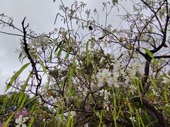-聚龙山公园