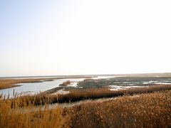 -盐城丹顶鹤湿地生态旅游区