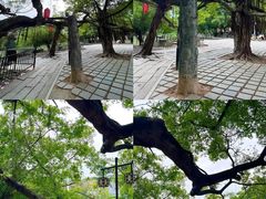 -小洲村