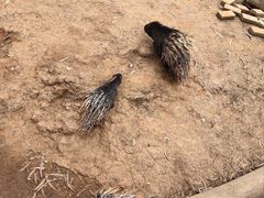 -云南野生动物园