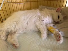 -瑞鹏宠物医院·爱宠堂·骨外专科(西荷分院)