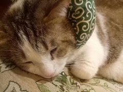 -万小咖.猫咖(中山路天虹店)