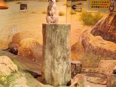 -正佳雨林生态植物园
